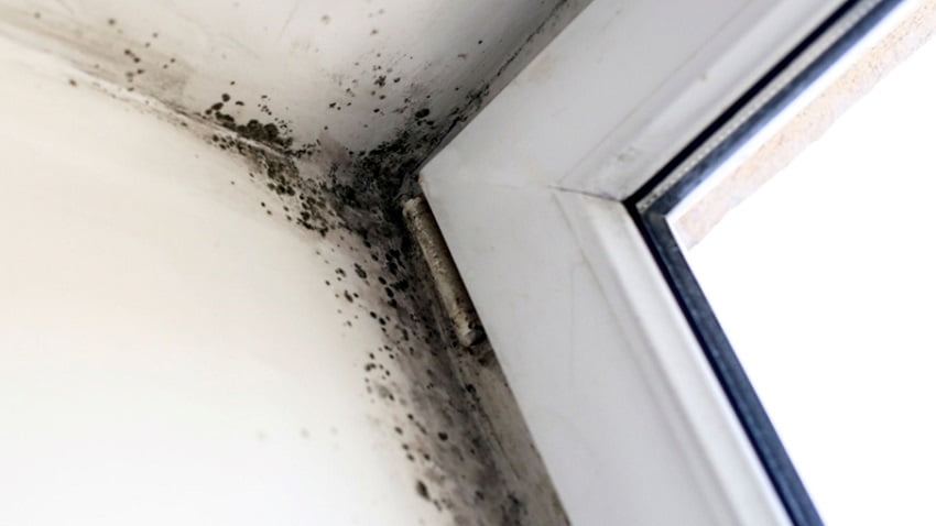 Mold in Your Home