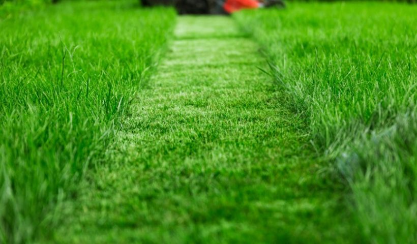 Professional Lawn Care