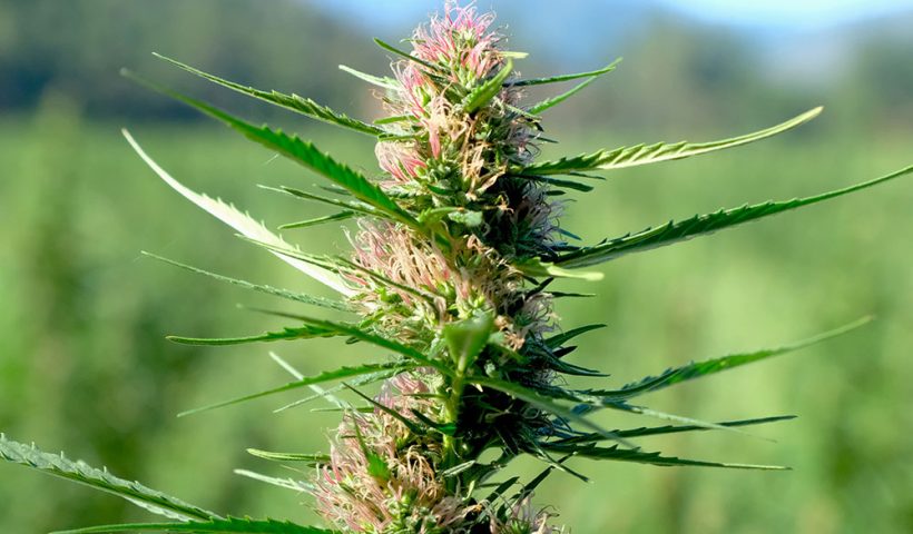 cannabis strains