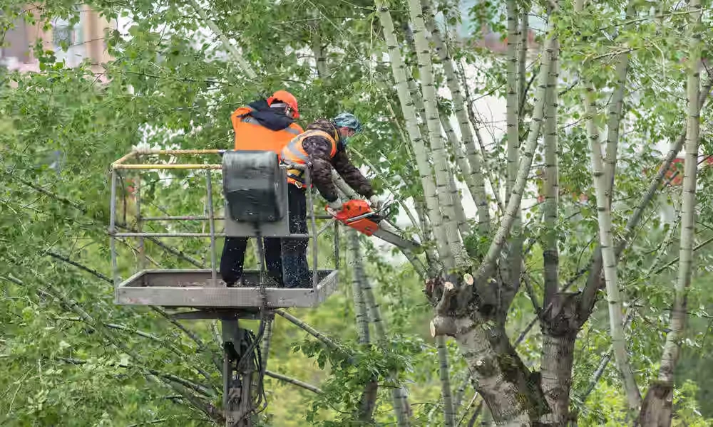 Tree Cutting Solutions for Residential and Commercial Properties