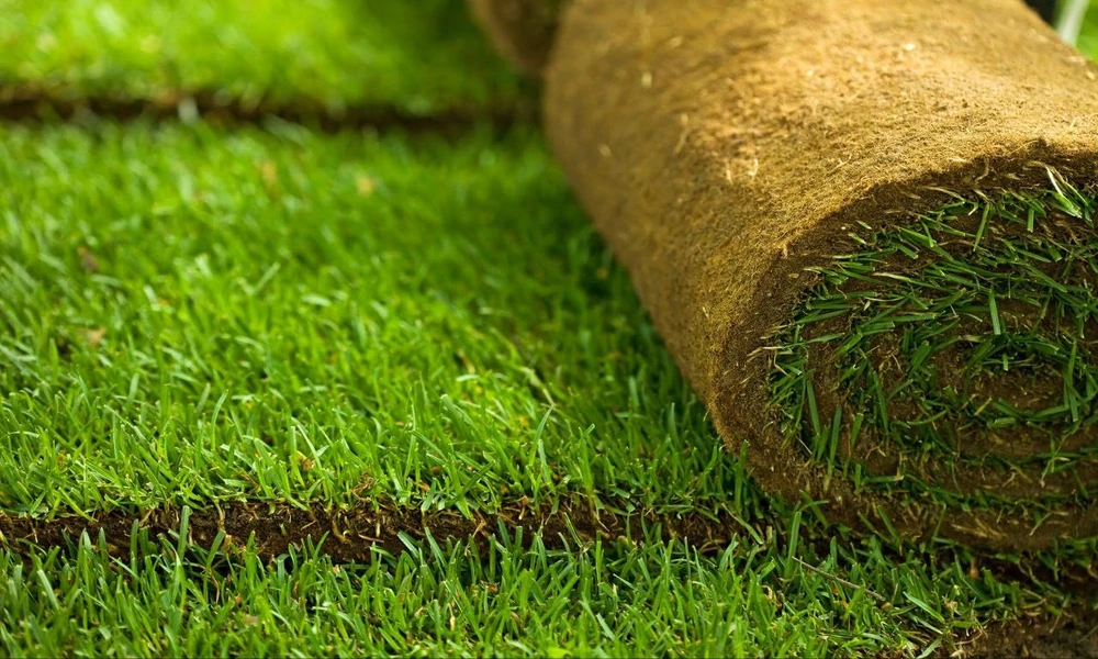 Low-Maintenance Turf Grass Selections Encouraging Long-Lasting Green Coverage