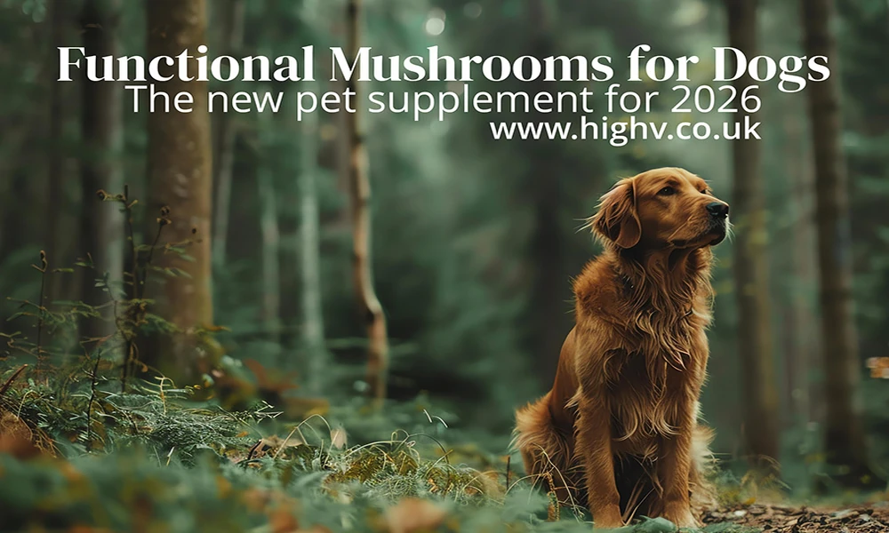 Dog Mushroom Powder for Skin and Coat: What Helps a Dull Coat, and What to Do About an Itchy Dog